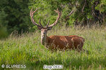 Fauna
